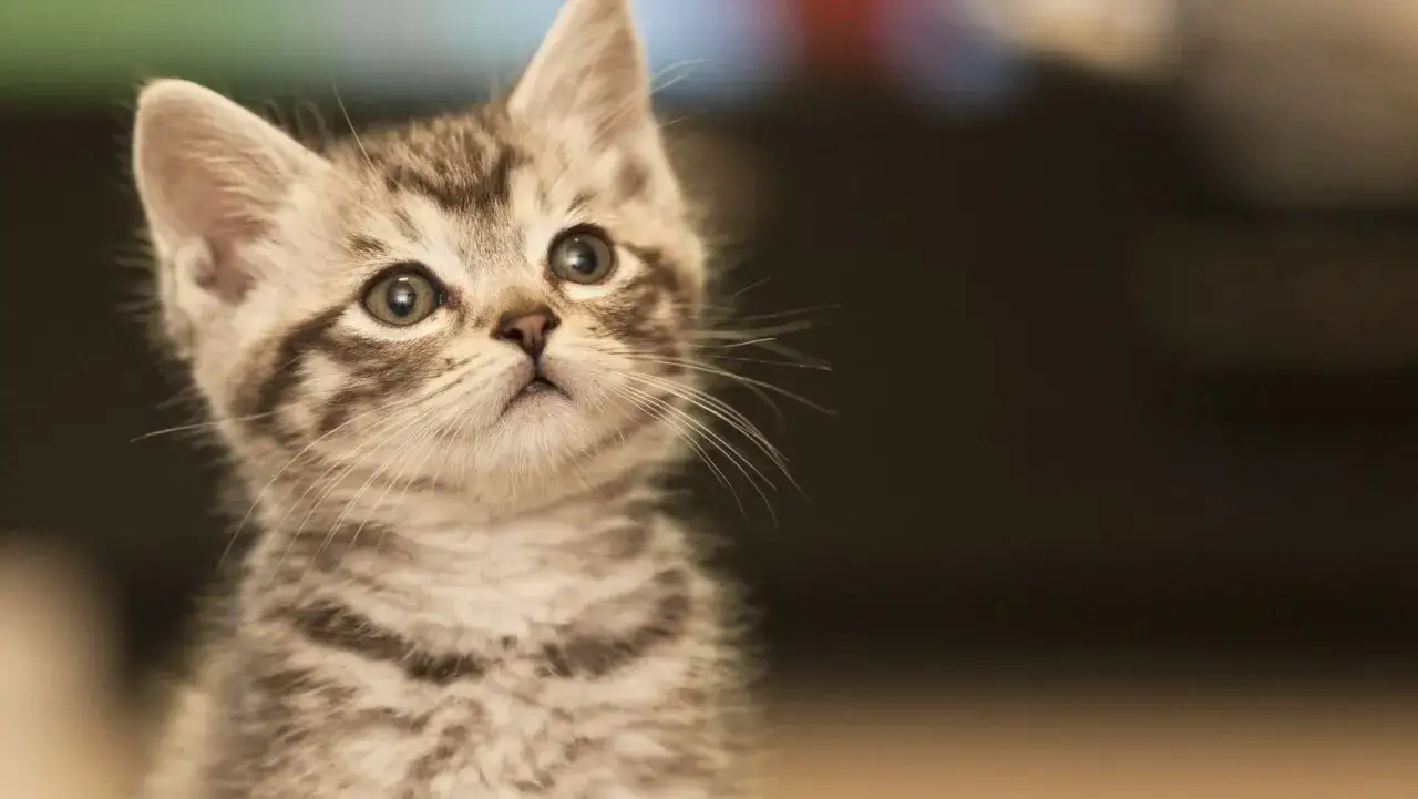 Un adorabile gattino tigrato guarda in alto, con occhi grandi e curiosi. Speriamo non abbia pulci gatto!