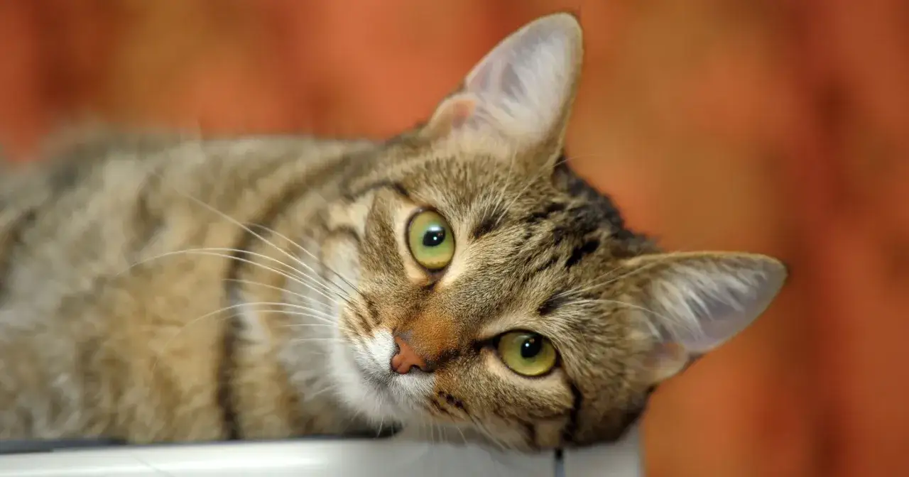Un adorabile gatto tigre con occhi verdi luminosi, sdraiato con la testa appoggiata, guarda con curiosit&agrave;.