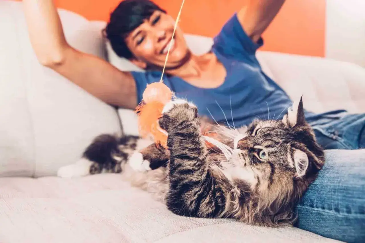Gatto tigrato gioca con un giocattolo mentre una donna sorride. Perfetto per trovare nomi per gatti.