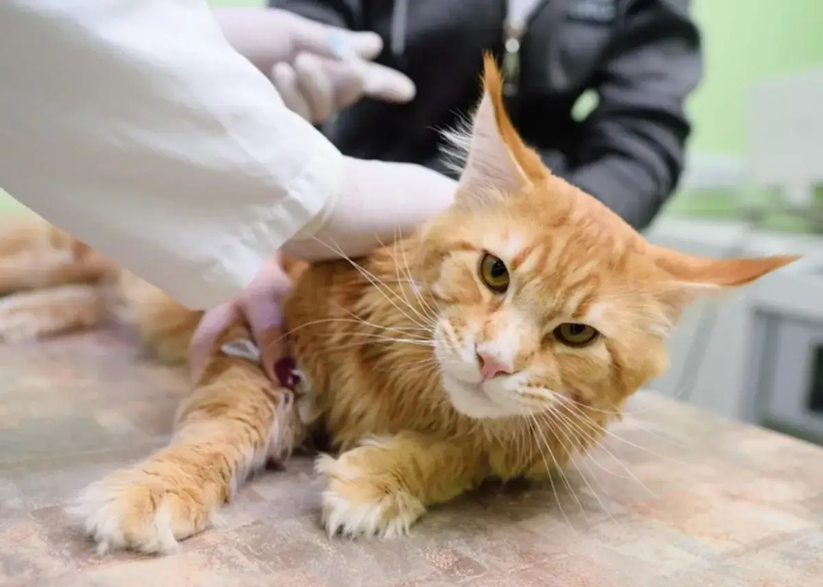 Gatto rosso con linfoma riceve cure veterinarie. Un veterinario con guanti somministra un'iniezione.