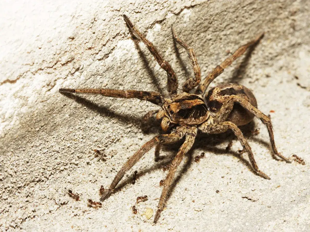 Una tarantola italiana, con il suo morso temuto, si muove su una superficie ruvida, circondata da piccole formiche.
