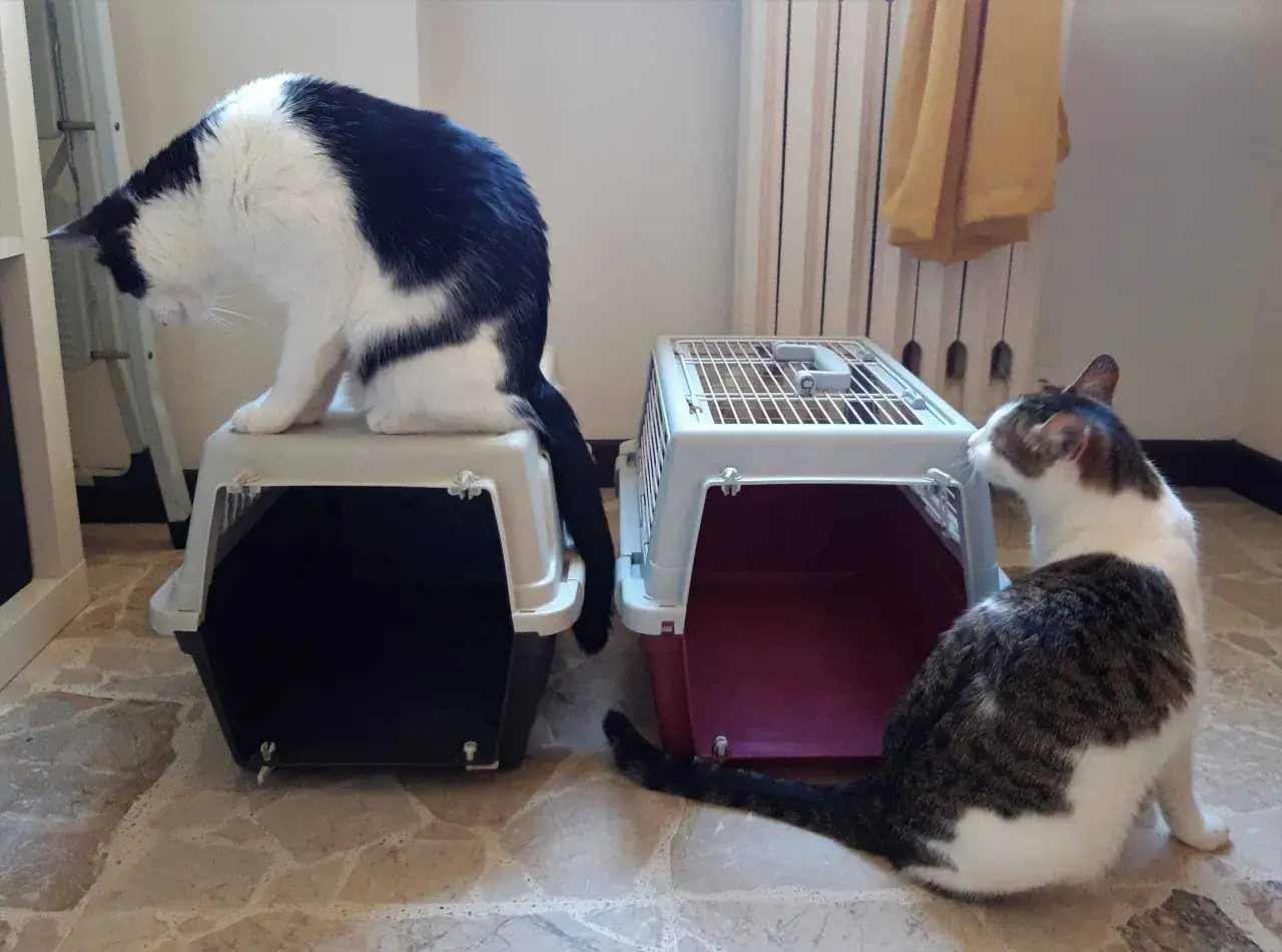 Due gatti, uno bianco e nero seduto su un trasportino, l'altro tigrato seduto accanto a un altro trasportino. Pronti per viaggiare con il gatto!