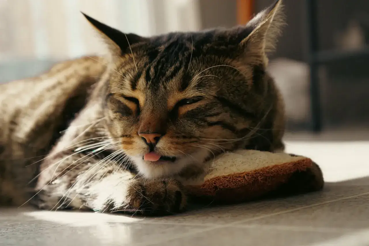 Gatto soriano dorme beatamente, con la lingua fuori, su un cuscino. Speriamo che non sia sul letto!