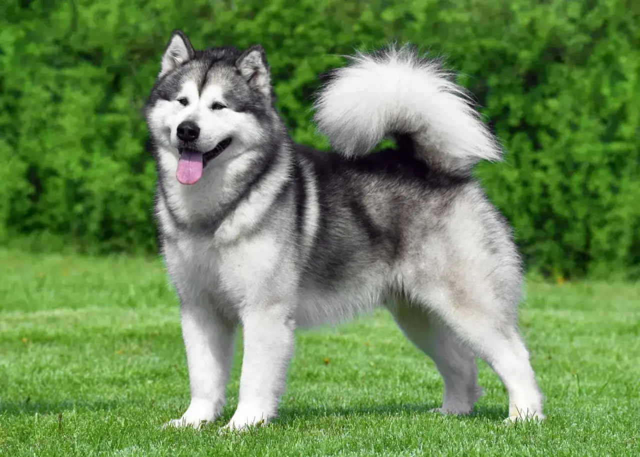 Alaskan Malamute dal carattere fiero, con folta pelliccia grigia e bianca, coda a pennacchio, in piedi sull'erba verde.
