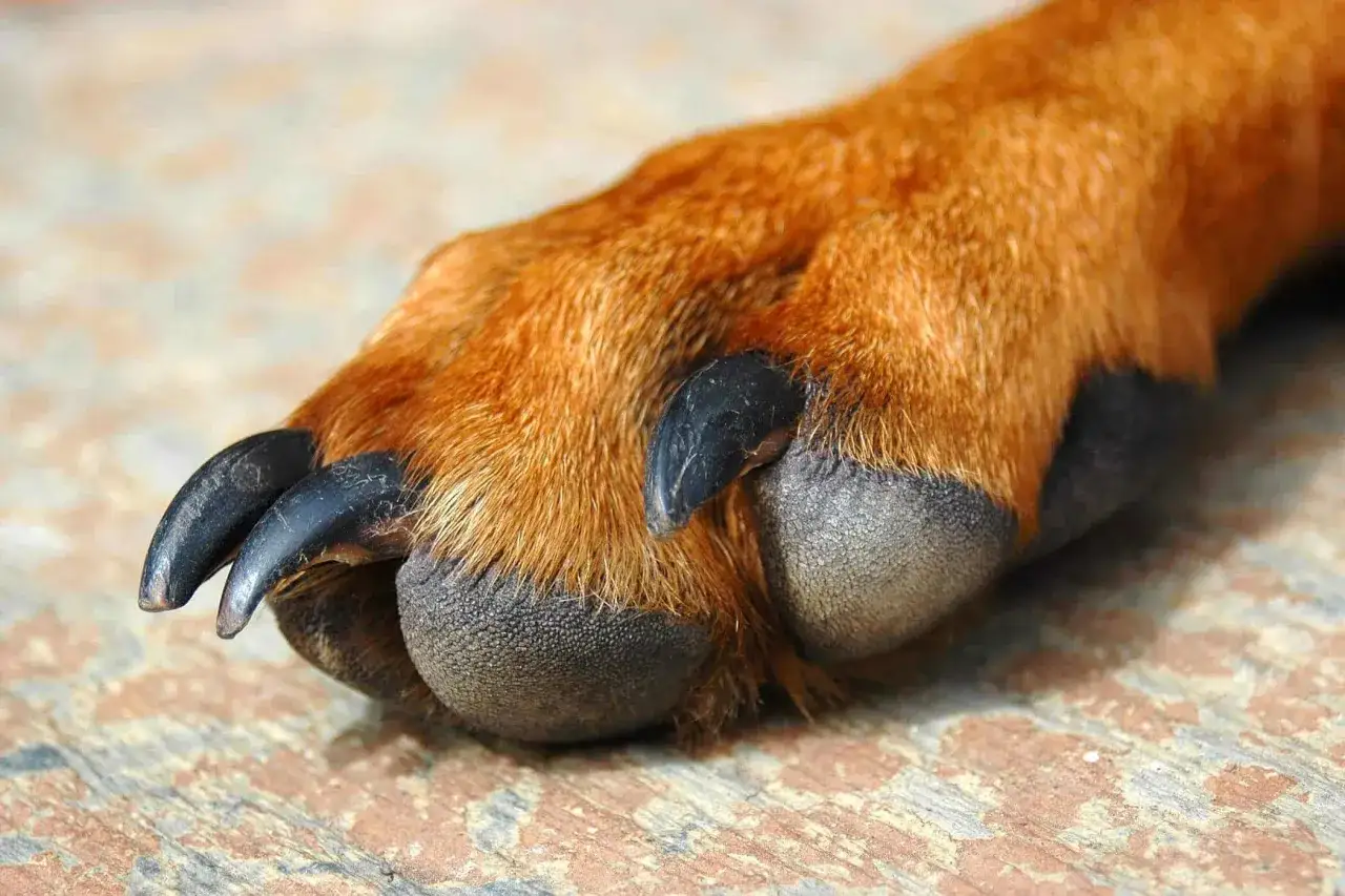 Primo piano di una zampa di cane con unghie scure e cuscinetti evidenti. Si nota una leggera distorsione zampa cane, forse dovuta alla prospettiva.