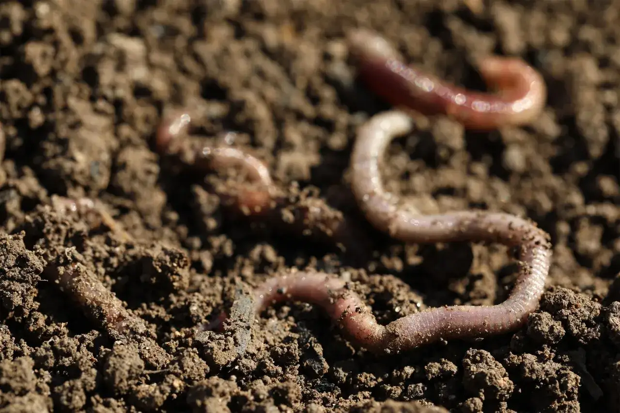 Diversi lombrichi si muovono nel terreno umido, lavorando instancabilmente per arricchire la terra.