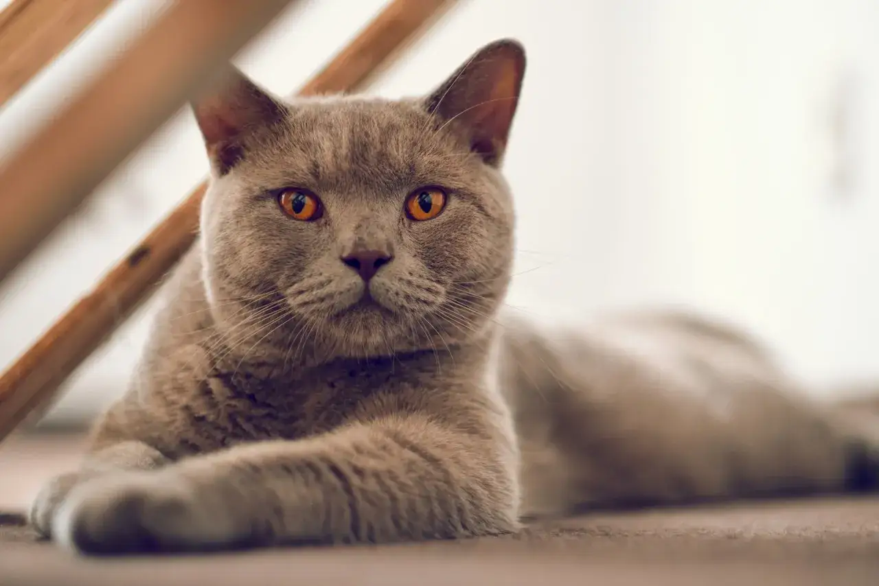 Un elegante British Shorthair marrone con occhi arancioni luminosi riposa su un tappeto.