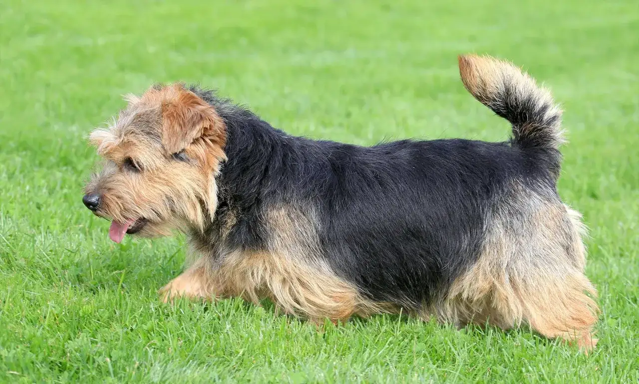 Un vivace Norfolk Terrier corre sull'erba verde, con la lingua fuori e la coda arricciata.
