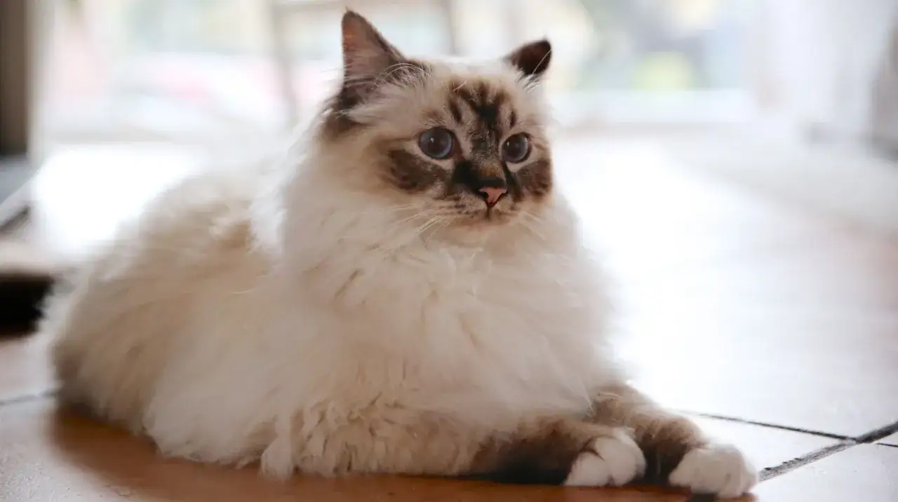 Un magnifico gatto birmano con occhi azzurri e un pelo soffice giace sul pavimento, osservando con curiosit&agrave;.