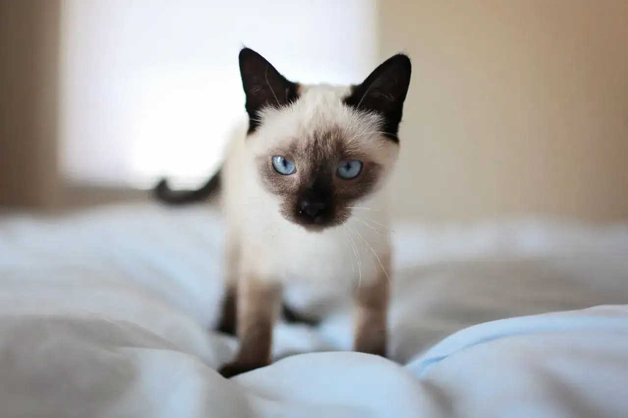 Gattino siamese con occhi blu intenso, un esempio di razze di gatti da appartamento perfette per la vita in casa.