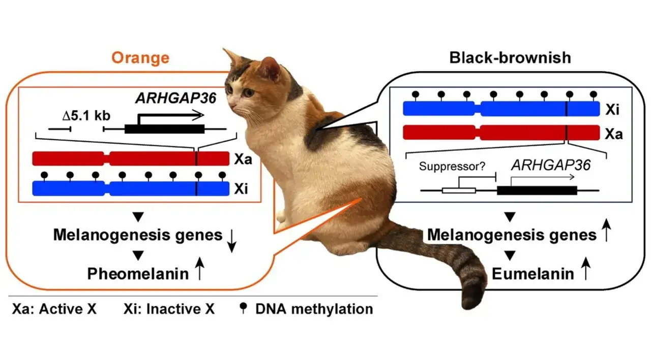 Un gatto calico con schemi genetici che spiegano i suoi colori.