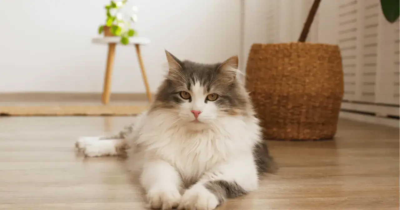 Un magnifico gatto siberiano dal pelo lungo e folto, con occhi ambrati e un musetto rosa, riposa sul pavimento in parquet.