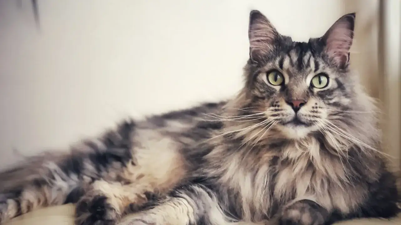 Magnifico Maine Coon con folta pelliccia grigia e occhi verdi. Un gatto maestoso, perfetto per una tabella peso maine coon.