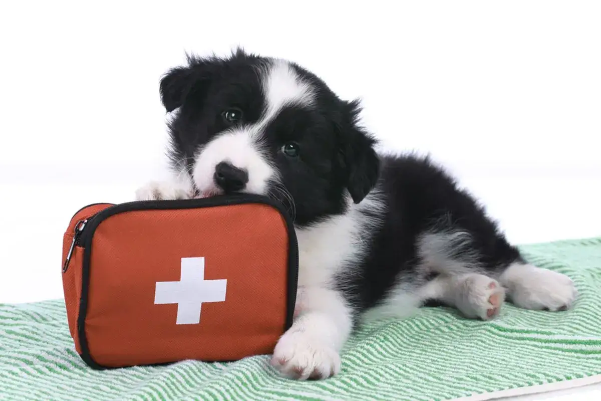 Dolce cucciolo border collie con un kit di pronto soccorso, pronto a curare un eventuale morso di cane.