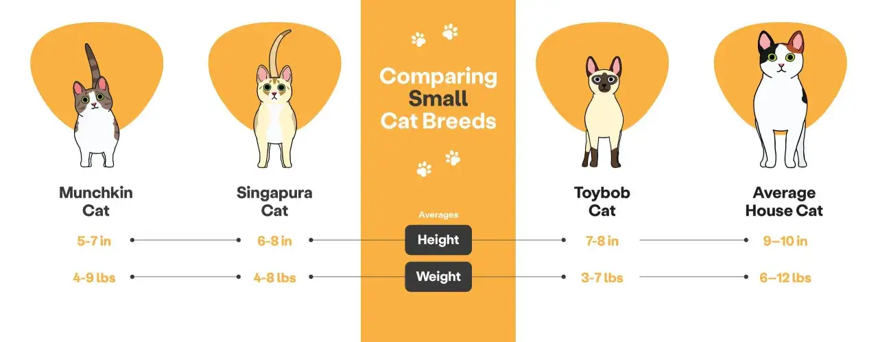 Confronto tra razze di gatti piccoli: Munchkin, Singapura, Toybob e gatto domestico medio. Il Toybob è il gatto più piccolo.