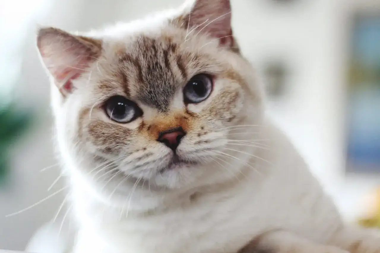 Un adorabile gatto dal pelo chiaro e occhi azzurri, un vero tesoro che non perde pelo, perfetto per chi ama la compagnia felina senza preoccupazioni.