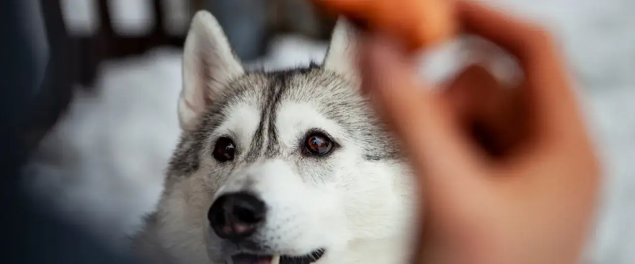Un cucciolo di Husky con occhi penetranti guarda un bocconcino, un momento chiave per imparare come addestrare un cucciolo con pazienza e amore.