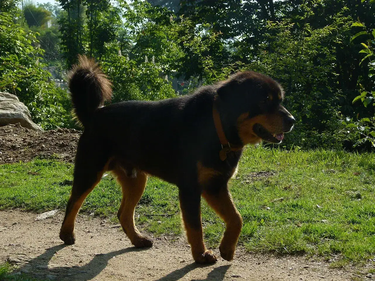 Un maestoso mastino tibetano cammina su un sentiero sterrato, con folta vegetazione sullo sfondo.