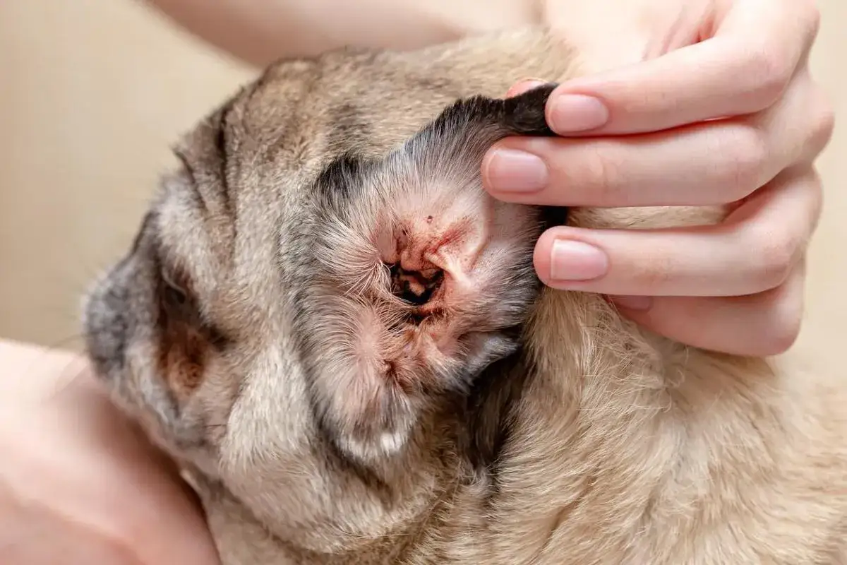 Orecchio di un cane con segni di rogna acari, arrossato e con accumuli scuri.