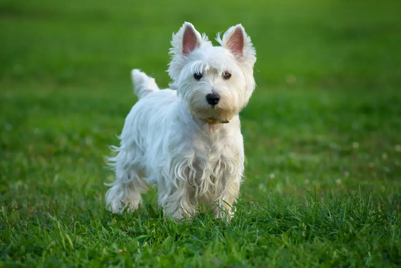 Un adorabile terrier cane bianco con pelo riccio e orecchie dritte osserva con curiosit&agrave;, in piedi sull'erba verde.
