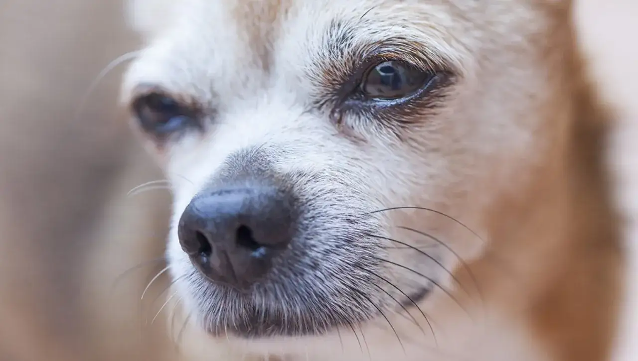 Primo piano del muso di un cane, con le vibrisse che si estendono dal naso.