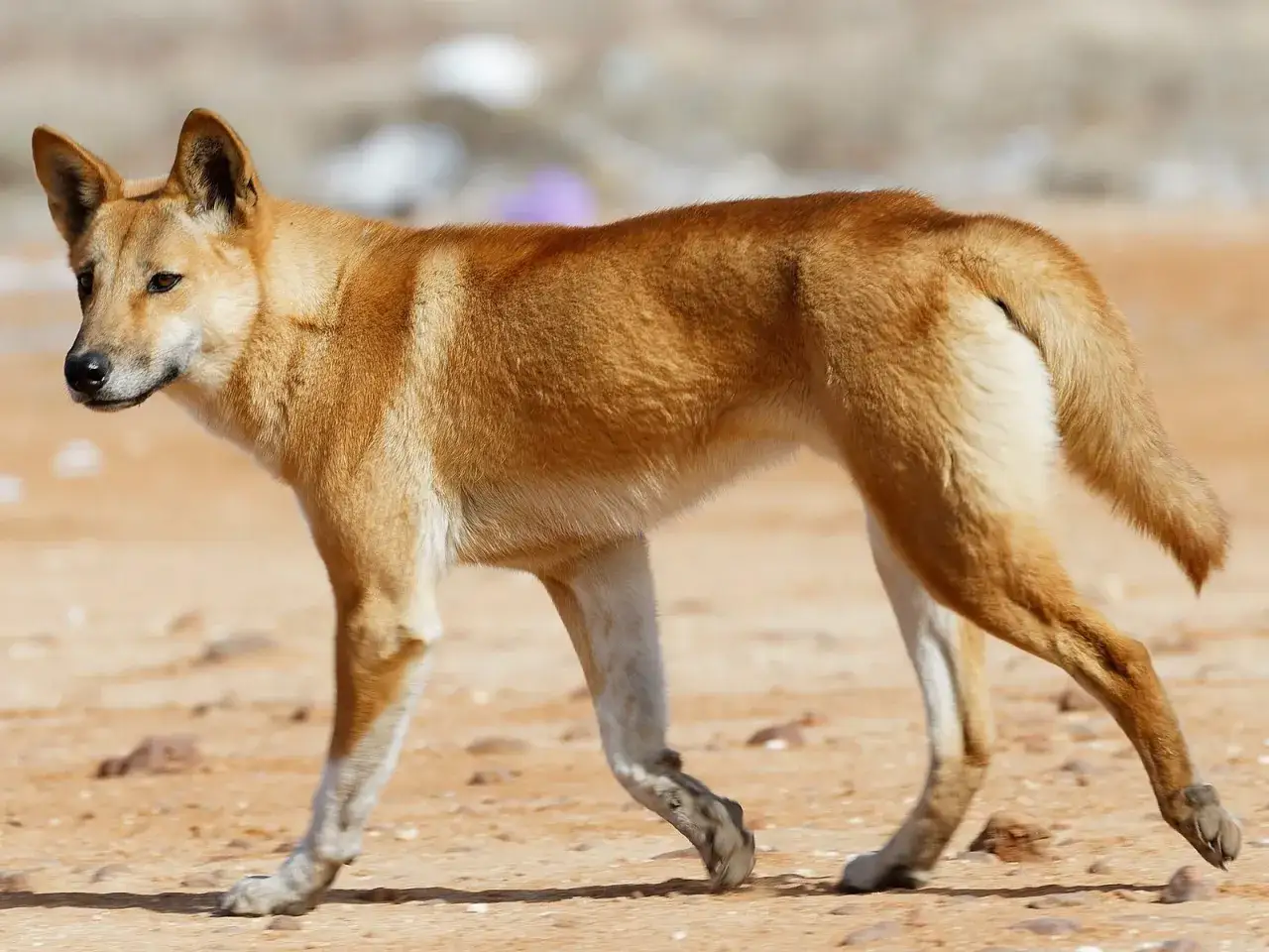 Un dingo domestico dal pelo fulvo cammina su un terreno sabbioso, con le orecchie dritte e lo sguardo attento.