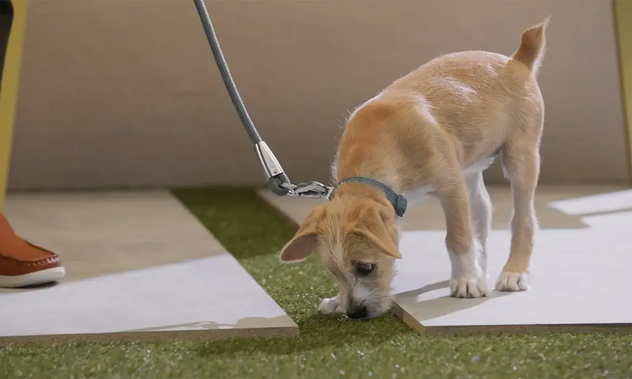 Cucciolo curioso annusa l'erba, un passo importante per imparare al cane a fare i bisogni fuori.