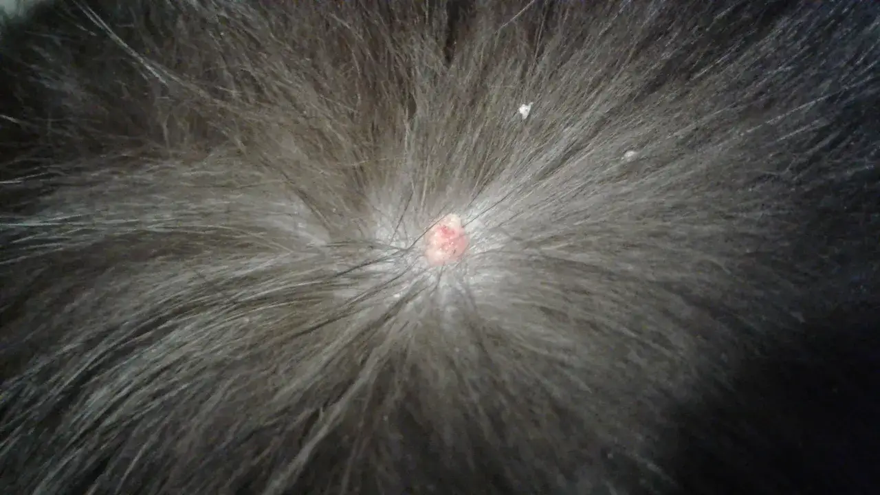 Un primo piano del pelo di un gatto grigio con una piccola verruca rosa e irregolare al centro.