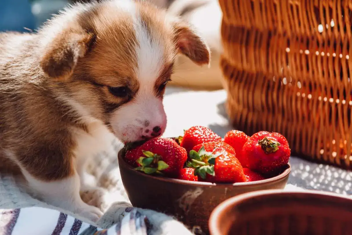 Un cucciolo di Corgi annusa con curiosità delle fragole in una ciotola, un momento dolce di fragole ai cani.