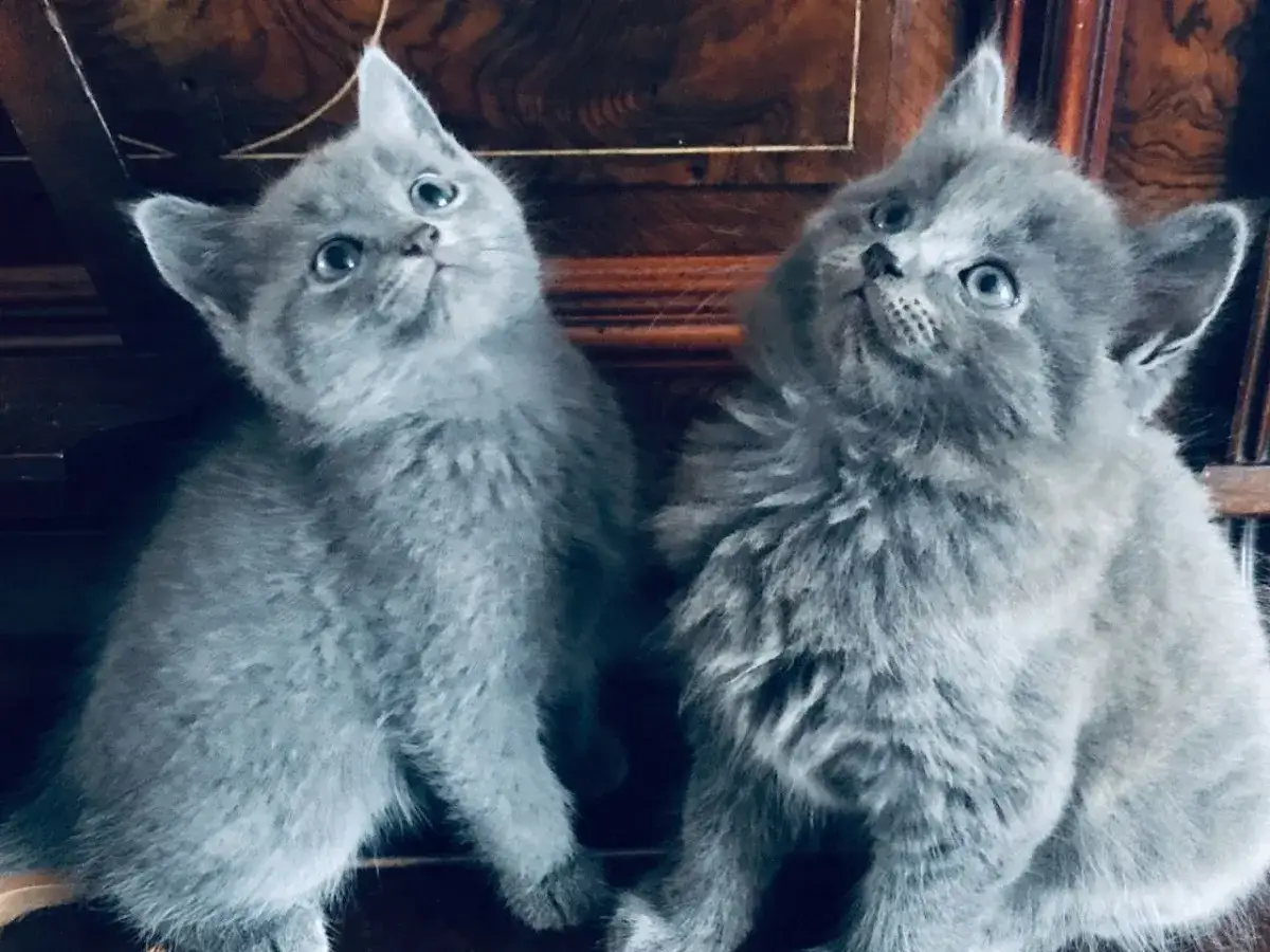 Due adorabili cuccioli di Nebelung, con occhi azzurri e pelo grigio soffice, guardano incuriositi verso l'alto.