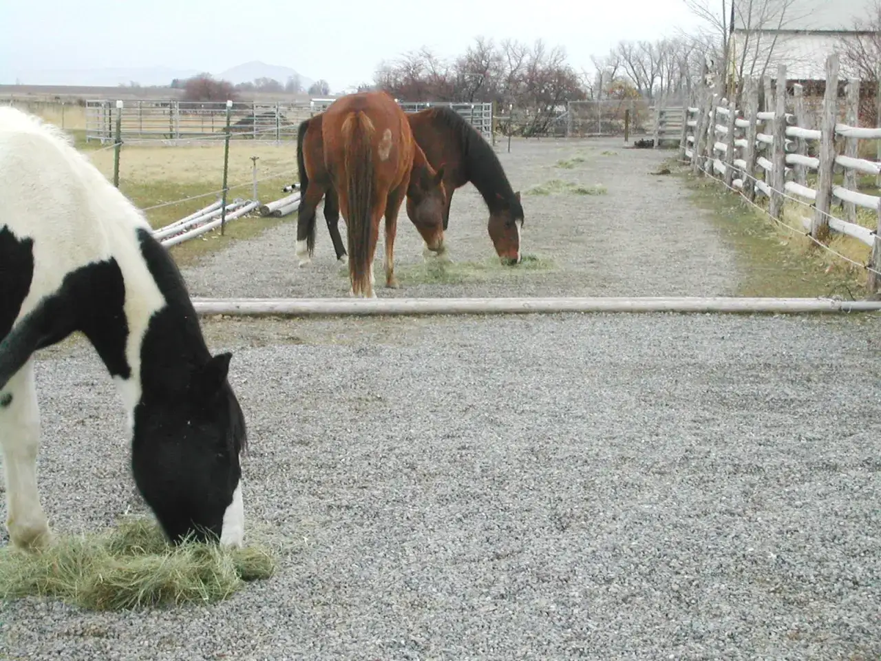Cavalli al pascolo, uno pezzato bianco e nero, altri due marroni. Quanto costa un cavallo? Dipende dalla razza e dall'addestramento.