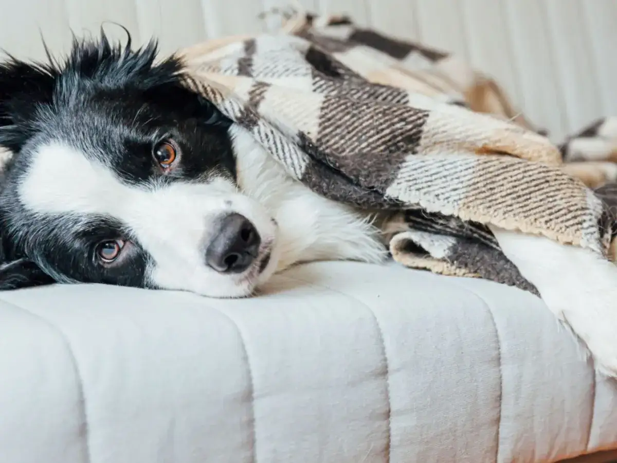 Un cane border collie si rannicchia sotto una coperta a quadri, con gli occhi dolci e un'aria un po' assonnata. Sembra che i cani abbiano freddo di notte.