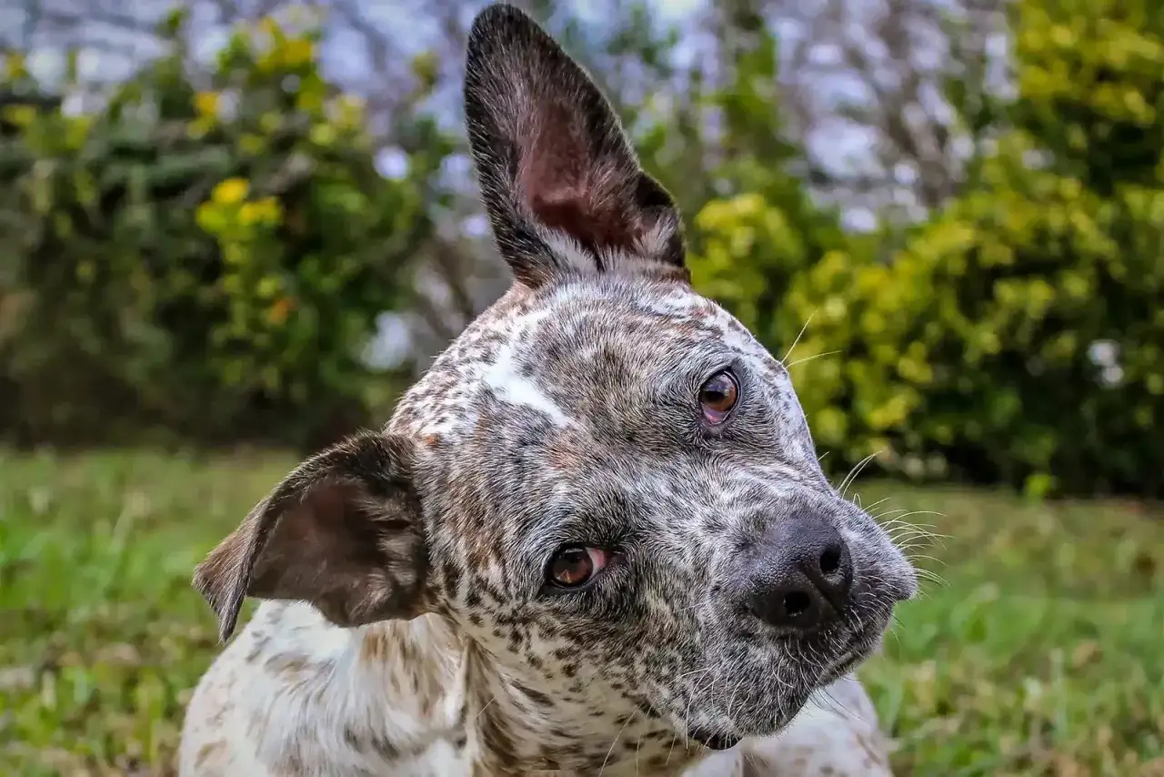 Cane con la testa inclinata, forse a causa della sindrome vestibolare. Il suo sguardo &egrave; intenso, con macchie sul pelo.