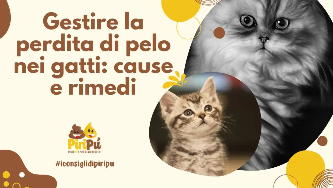 Gestire la perdita di pelo nei gatti: cause e rimedi. Un gattino curioso e un felino adulto con pelo folto, per consigli su come affrontare la perdita di pelo a chiazze.