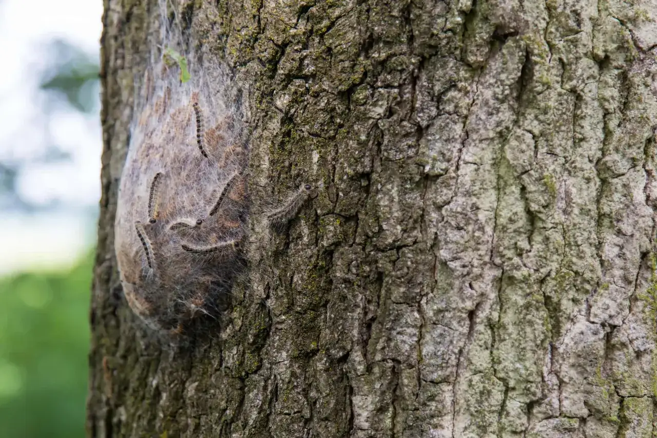 Nido di processionaria su un tronco d'albero. Per sapere come eliminare la processionaria fai da te, osserva attentamente queste larve.