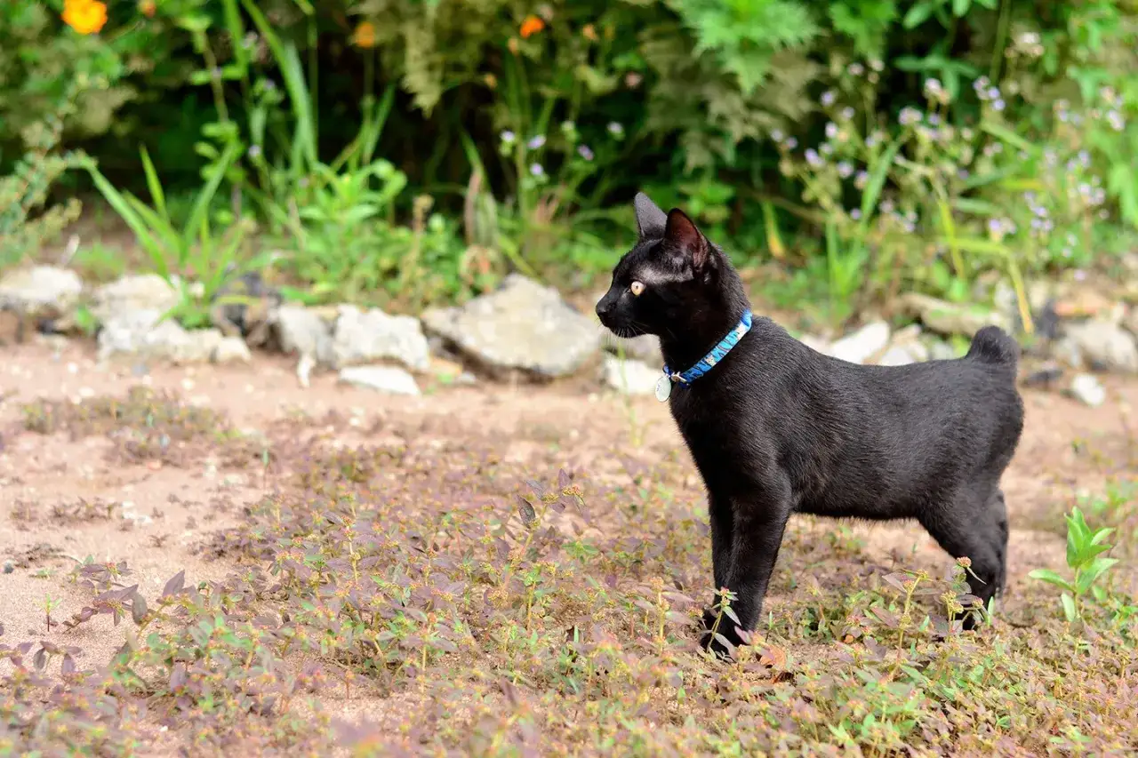 Un elegante gatto nero senza coda, con un collare blu, osserva attentamente l'ambiente circostante tra l'erba e le rocce.