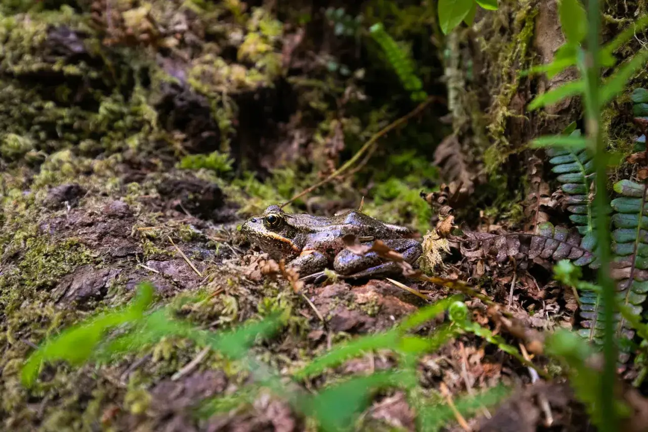 Una rana si mimetizza tra muschio e foglie secche, nel suo habitat naturale.