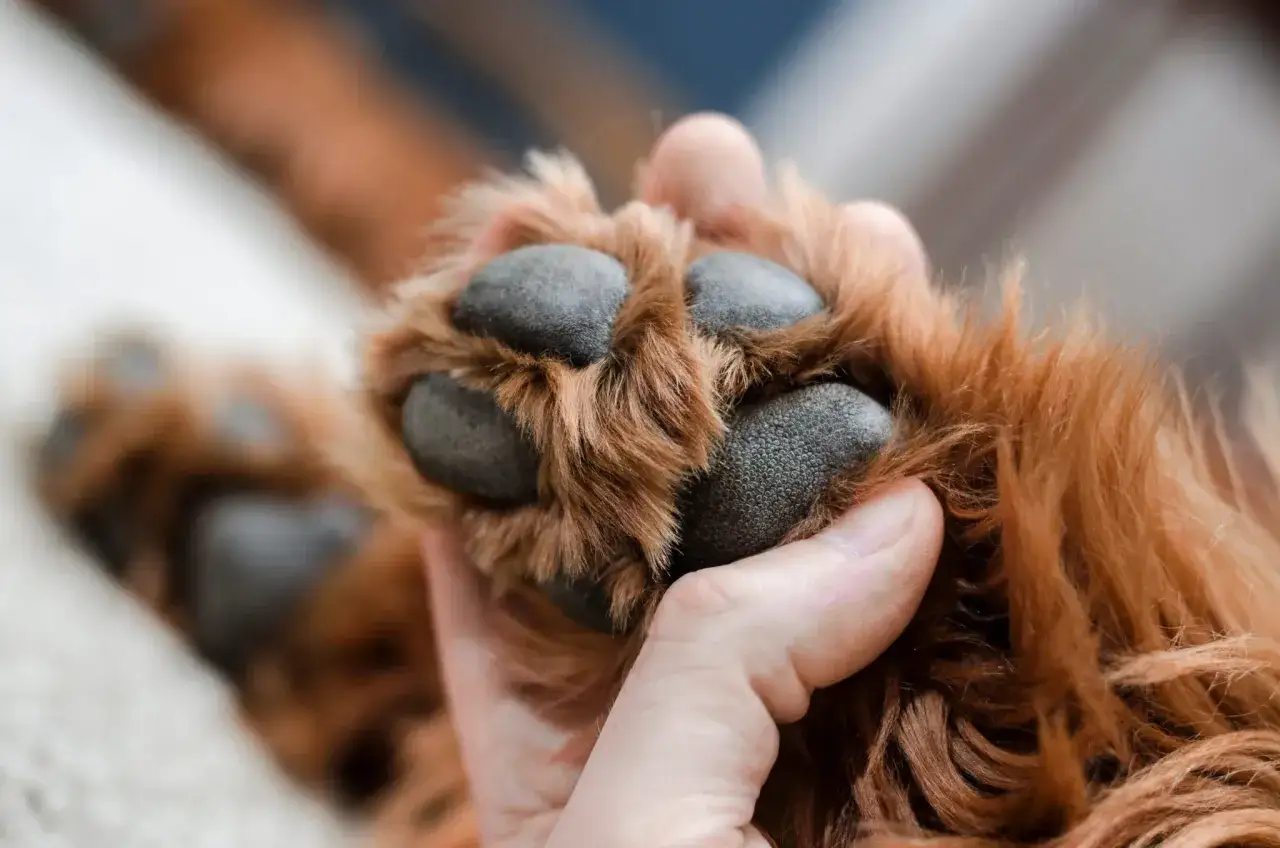 Zampa di cane con pelo fulvo e cuscinetti scuri, tenuta da una mano. Potrebbe essere un controllo per la pododermatite cane.