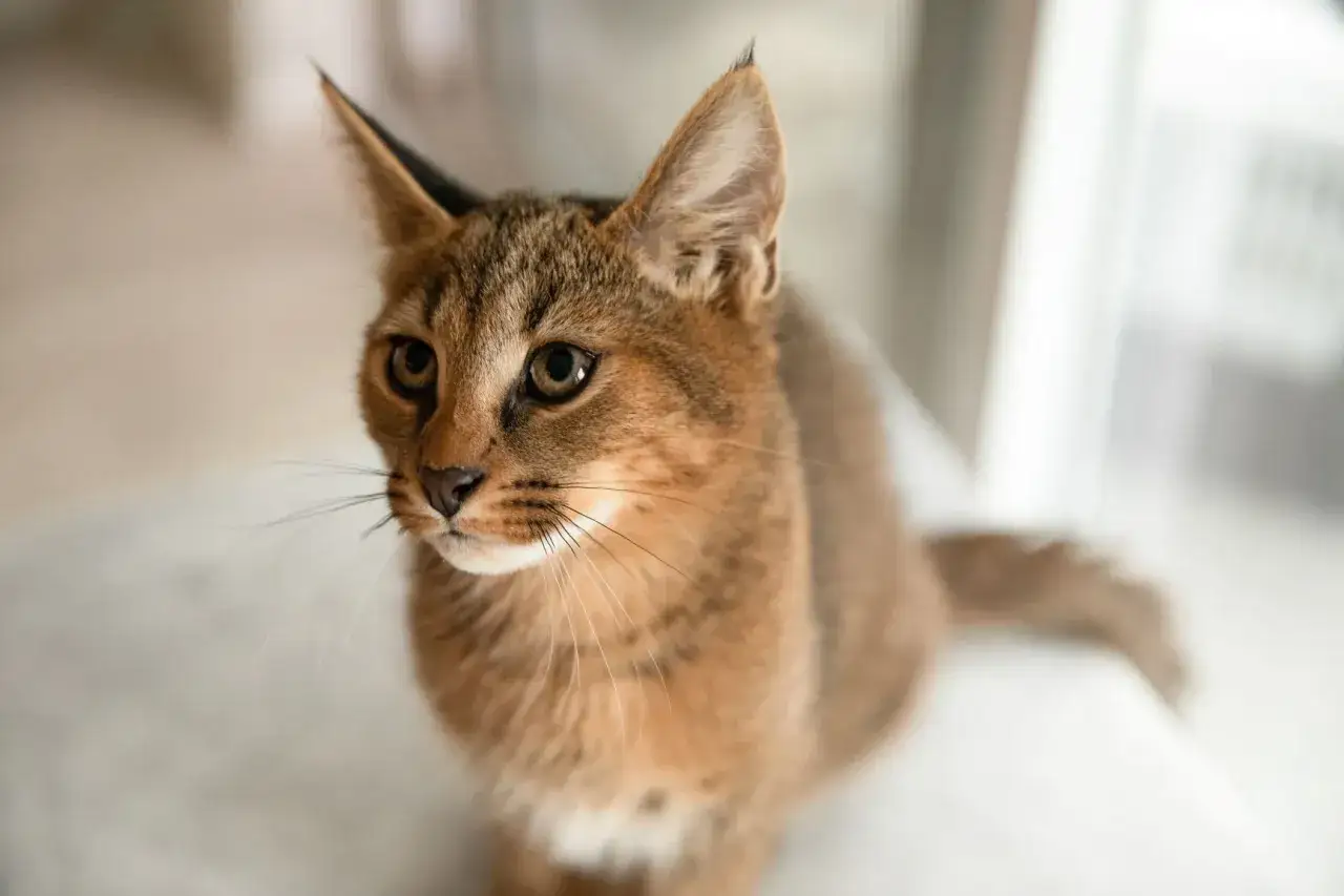 Un caracal gatto con grandi orecchie appuntite e occhi penetranti, con il suo mantello fulvo e maculato.