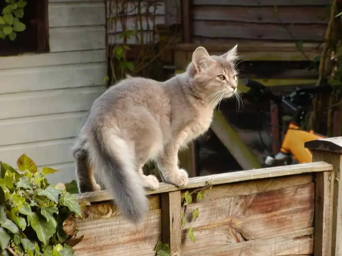 Un elegante gatto somalo, con il pelo color sabbia e la coda folta, osserva attentamente dal muretto di legno, circondato da edera.