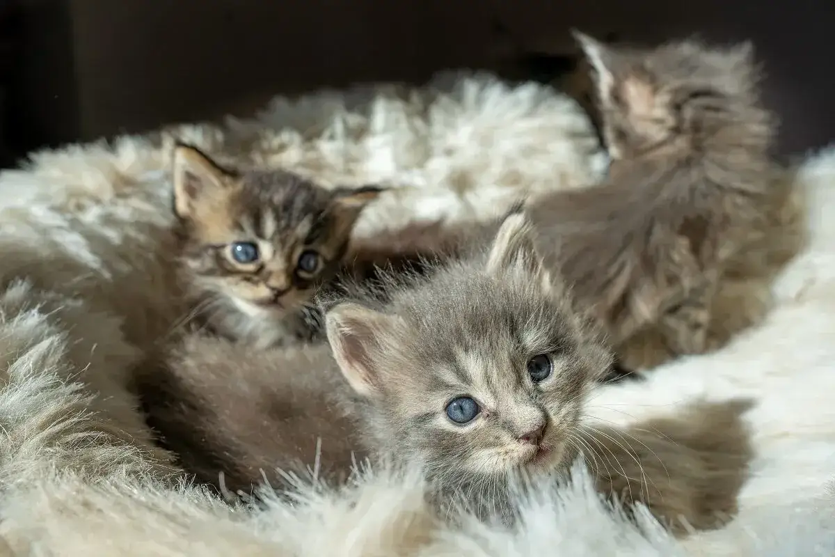 Dolci gattini Maine Coon con occhi azzurri, accoccolati su una soffice coperta bianca.