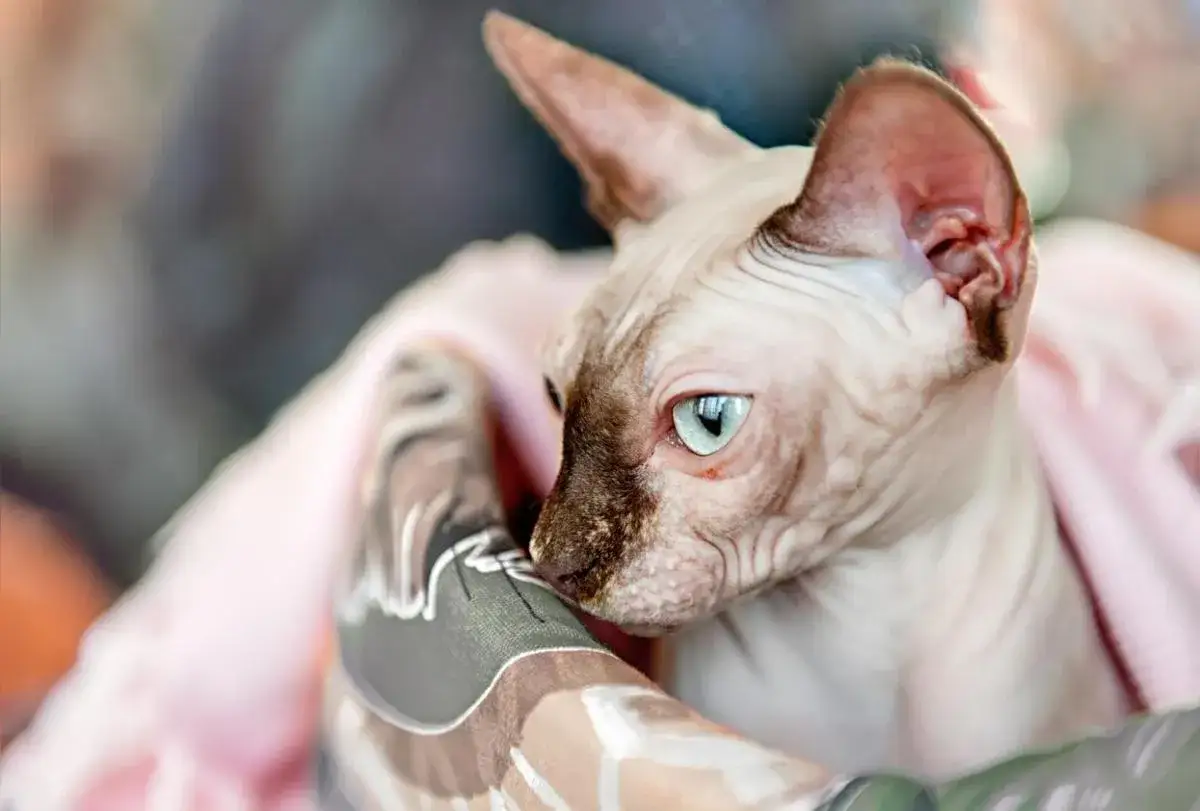 Un tenero gatto senza pelo, con occhi azzurri penetranti, si accoccola in una coperta rosa.
