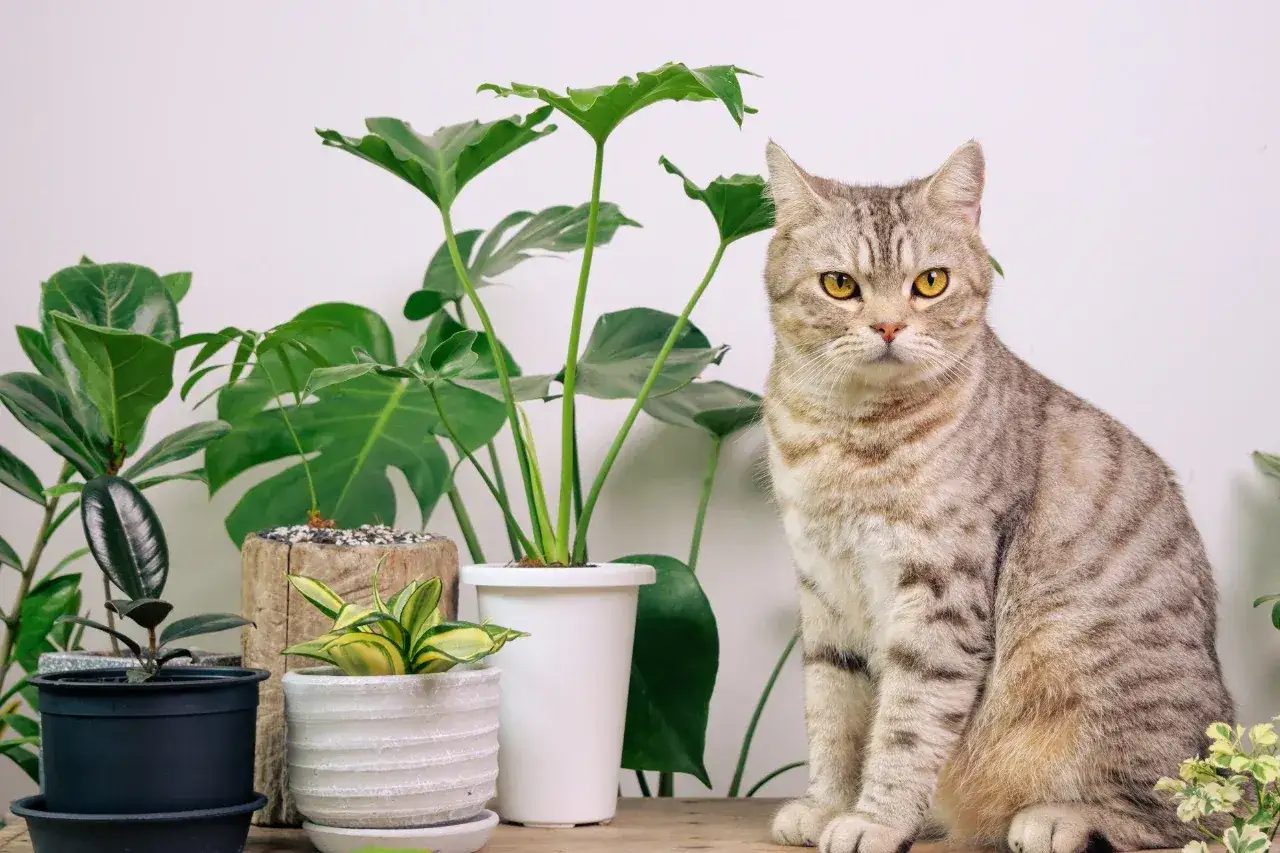 Gatto soriano seduto tra piante verdi. Attenzione: alcune piante possono essere veleno per gatti.