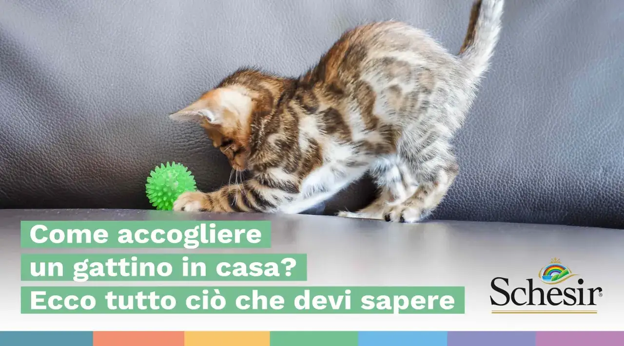 Un gattino tigrato gioca con una pallina verde su un divano. Impara come prendere un gatto e accoglierlo in casa.