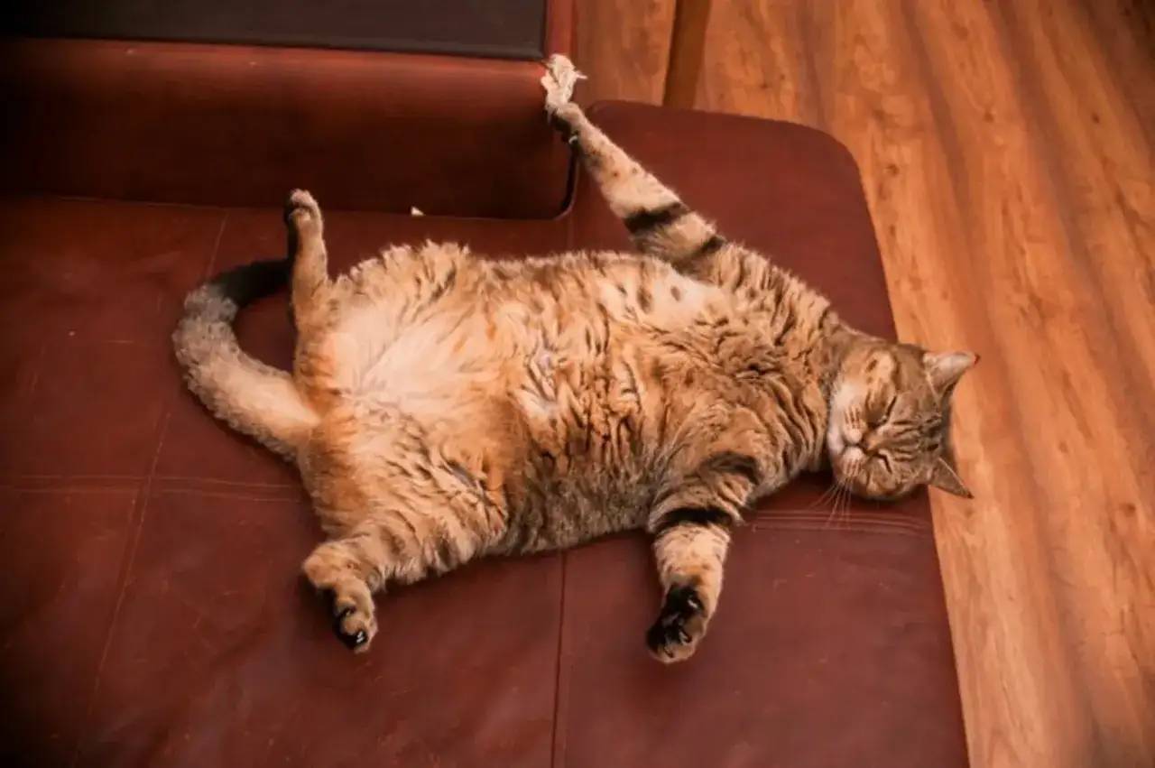 Gatto soriano sdraiato sul divano, con una zampa alzata. Forse è ora di pensare a come far dimagrire un gatto pigro.