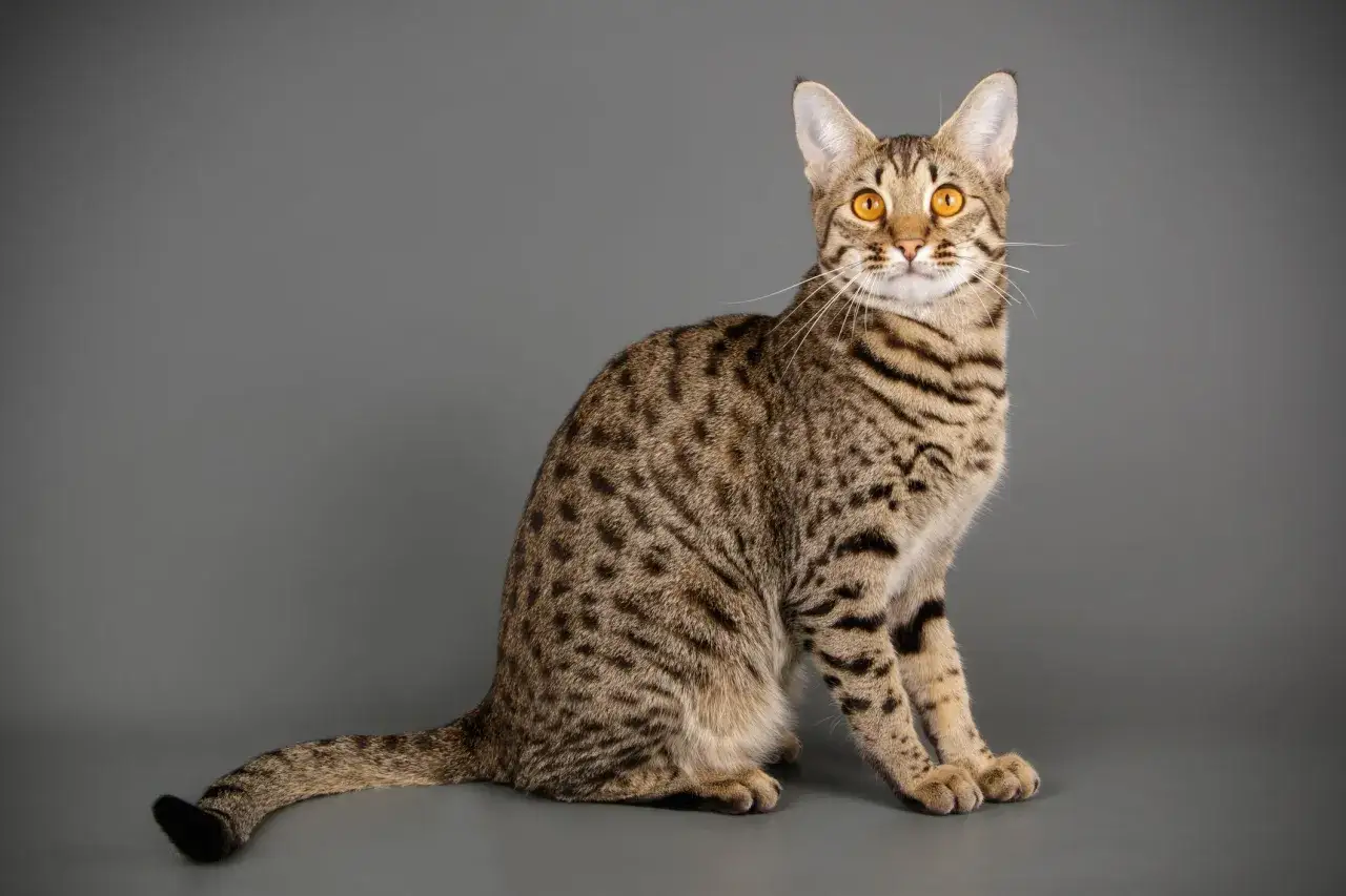 Un elegante gatto Savannah, una lince domestica, con mantello maculato e occhi ambrati, posa su sfondo grigio.