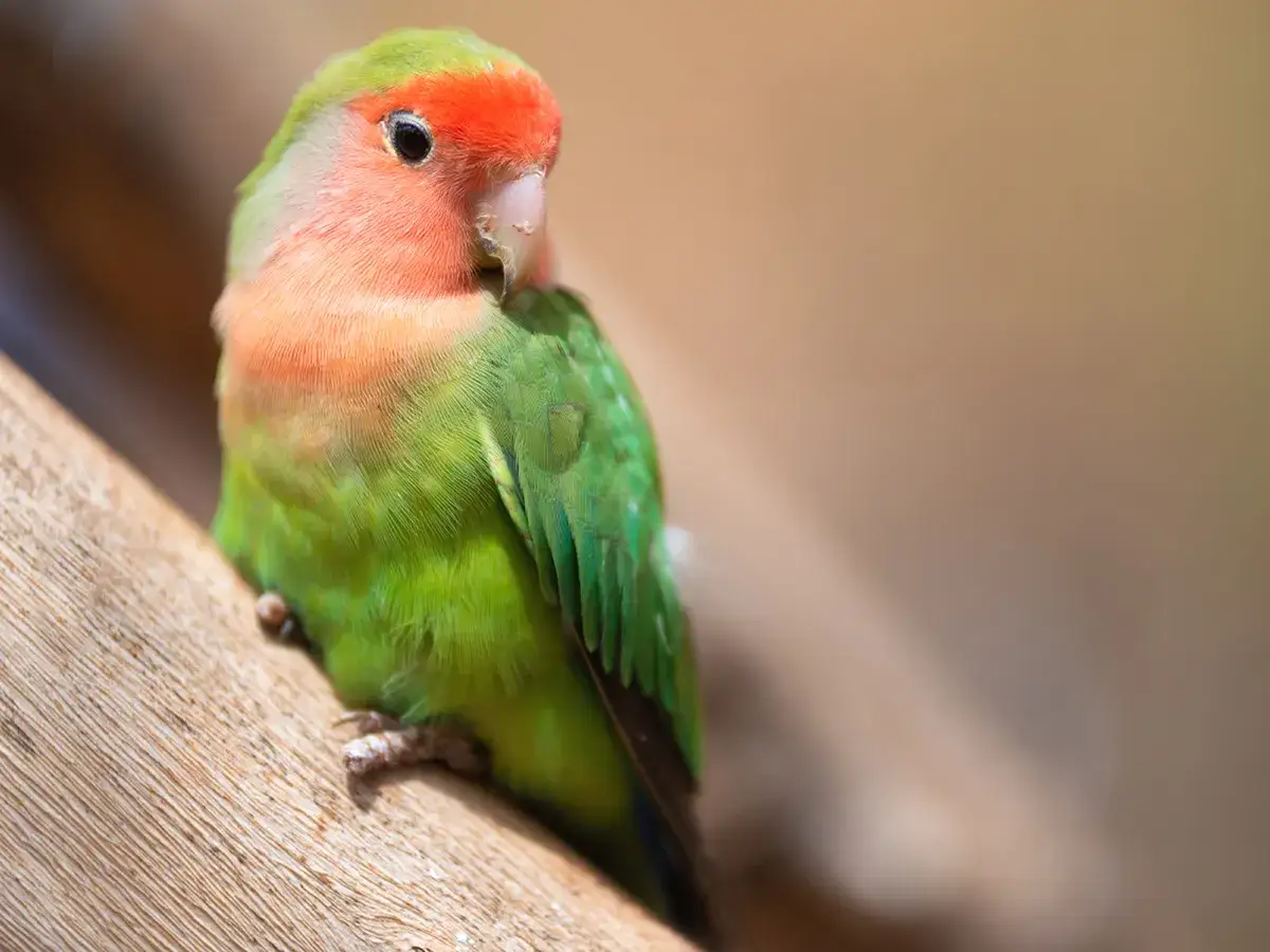 Un piccolo pappagallo dal petto rosa e piumaggio verde brillante, forse affetto da acari, si posa su un ramo.
