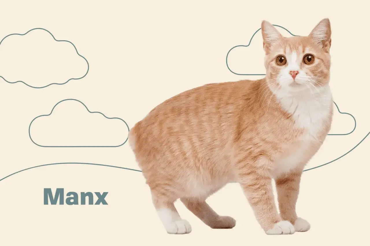 Gatto dell'isola di Man, arancione e bianco, con un'espressione curiosa, circondato da nuvole stilizzate.
