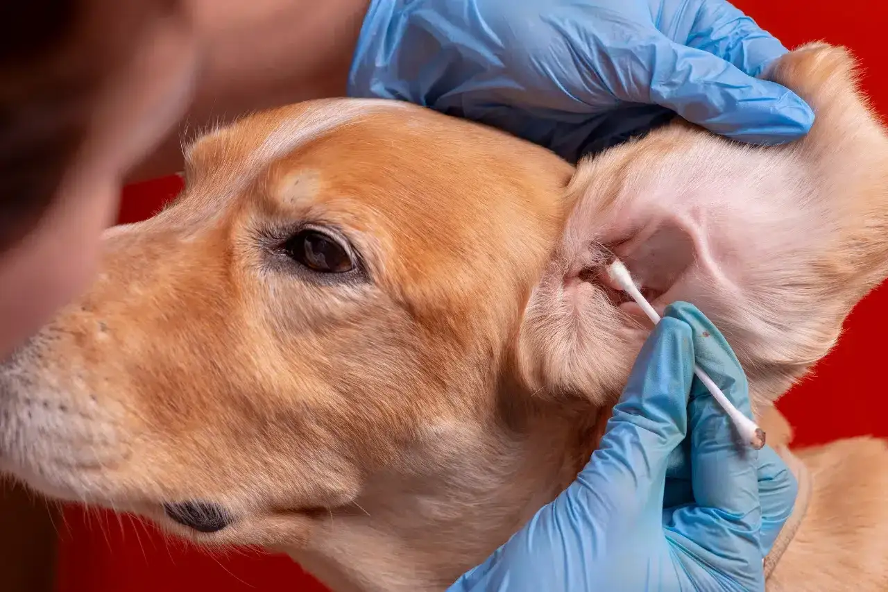 Mani guantate eseguono la pulizia orecchie cane con un cotton fioc, prendendosi cura del suo benessere.