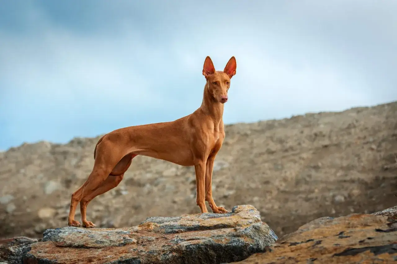 Cane color ruggine, con grandi orecchie, in piedi su una roccia. Potrebbe essere la prima razza di cane al mondo, un antico egiziano.